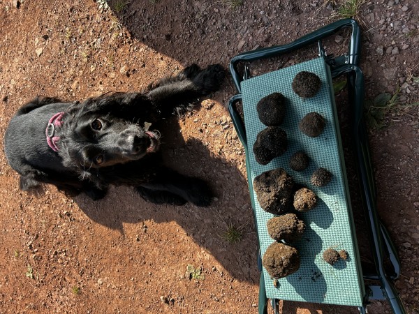 TRUFFLE TRAINING - SKILLS SESSION