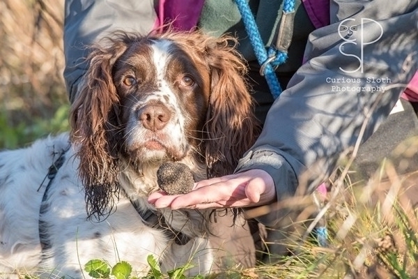 TRUFFLE DOG